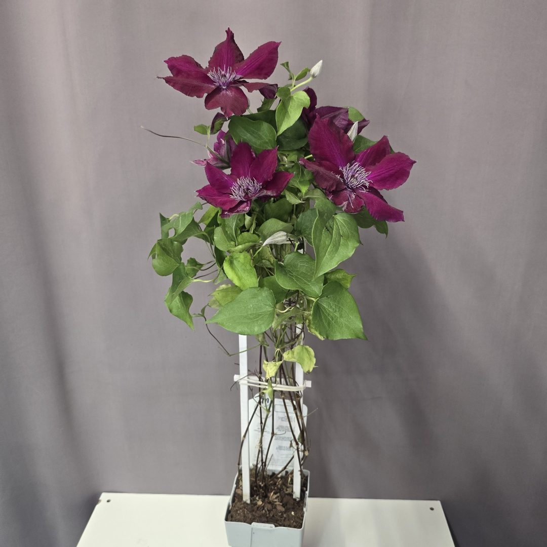 Clematis 'Compact & Easy Red' 15/60