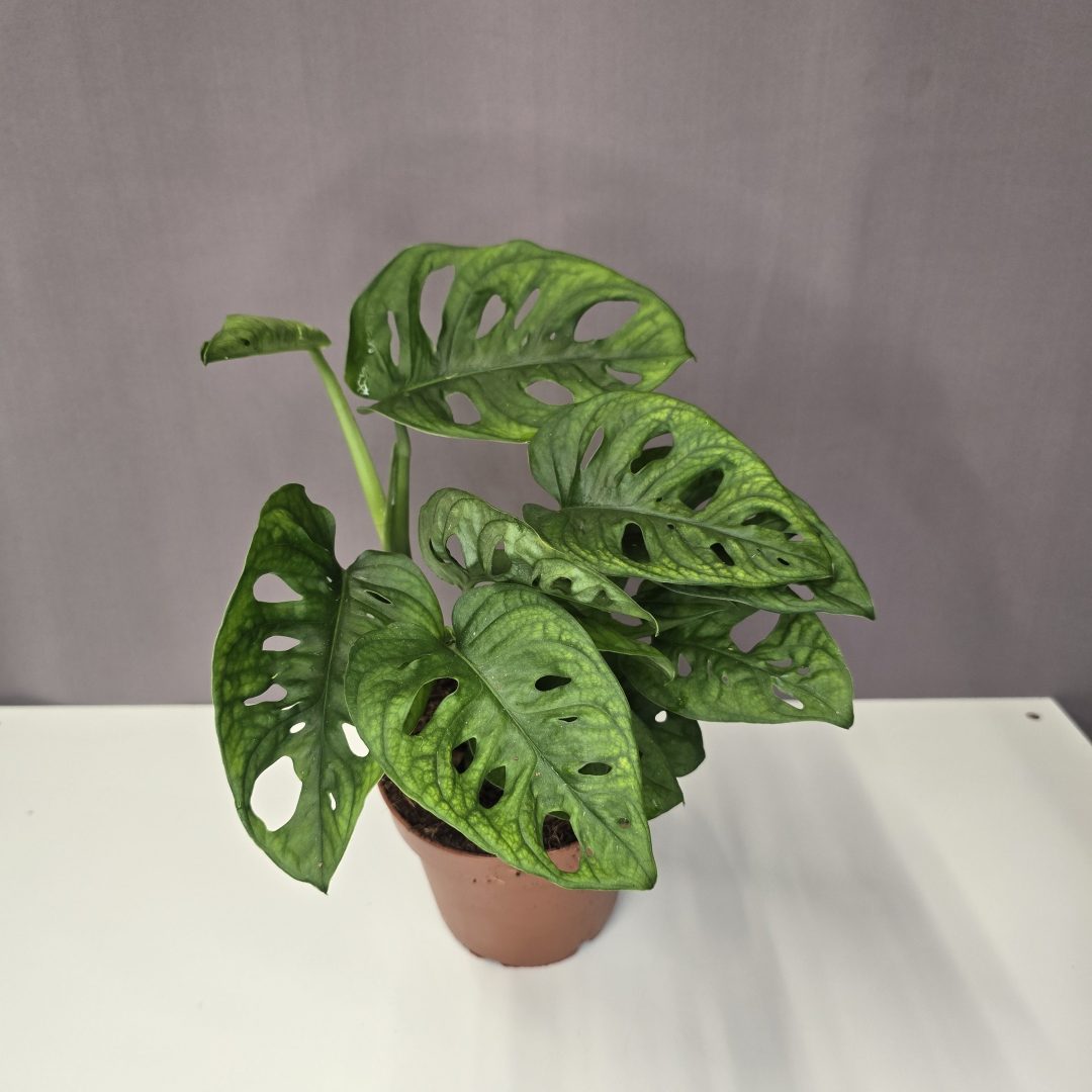 Monstera Adansonii 12/30