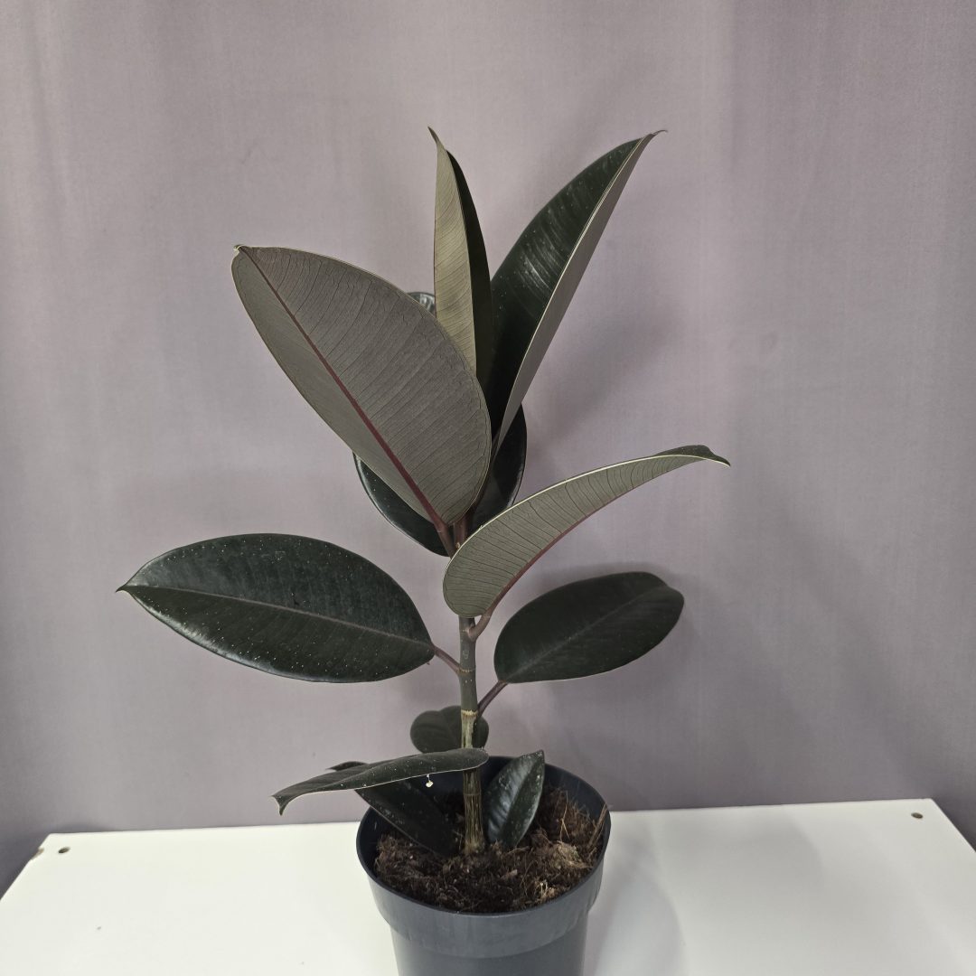 Ficus Elastica 'Abidjan' 14/50