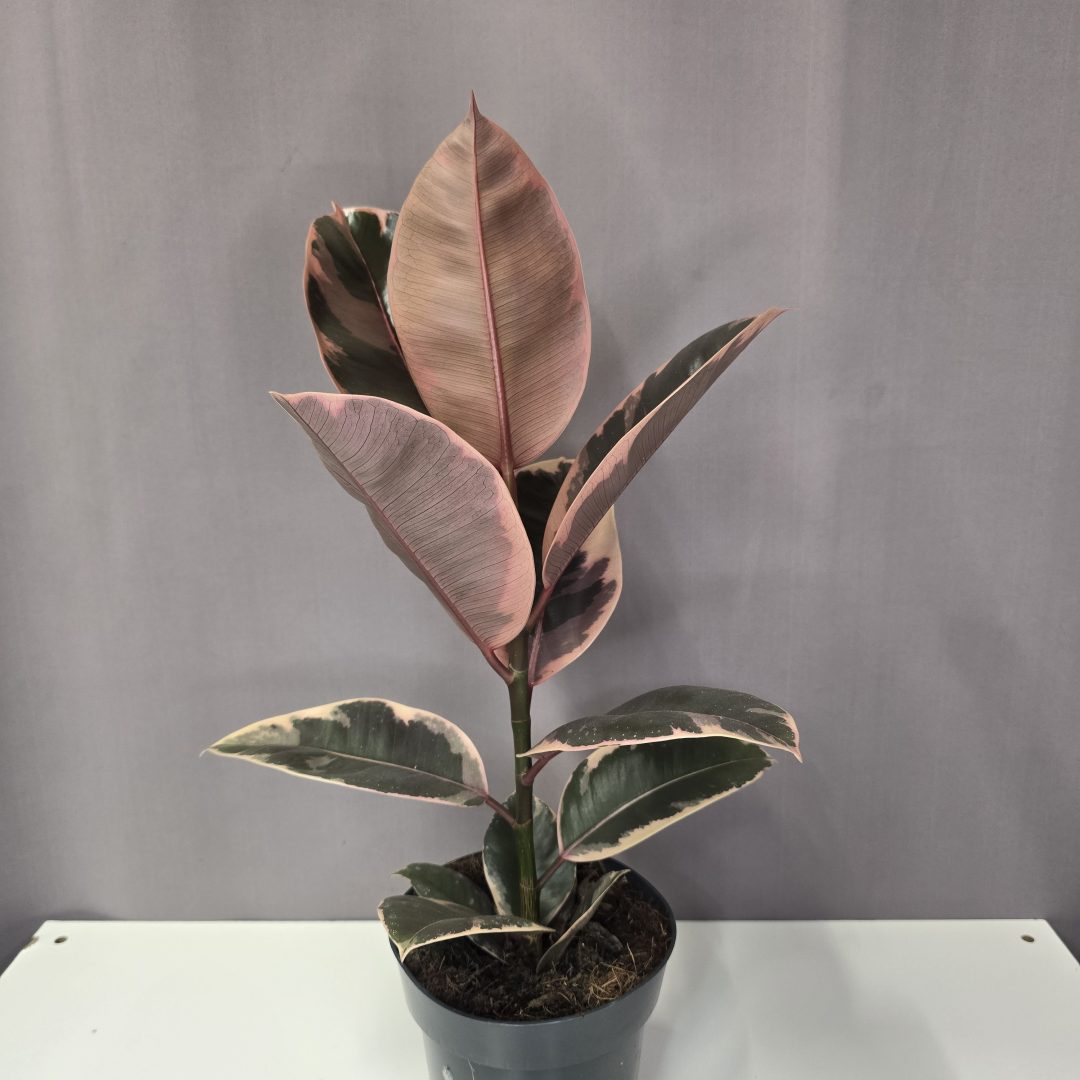 Ficus Elastica 'Belize' 14/50