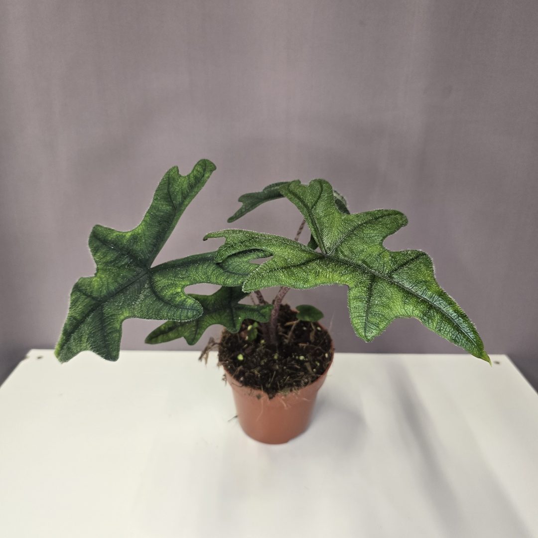 Alocasia 'Jacklyn' 12/30