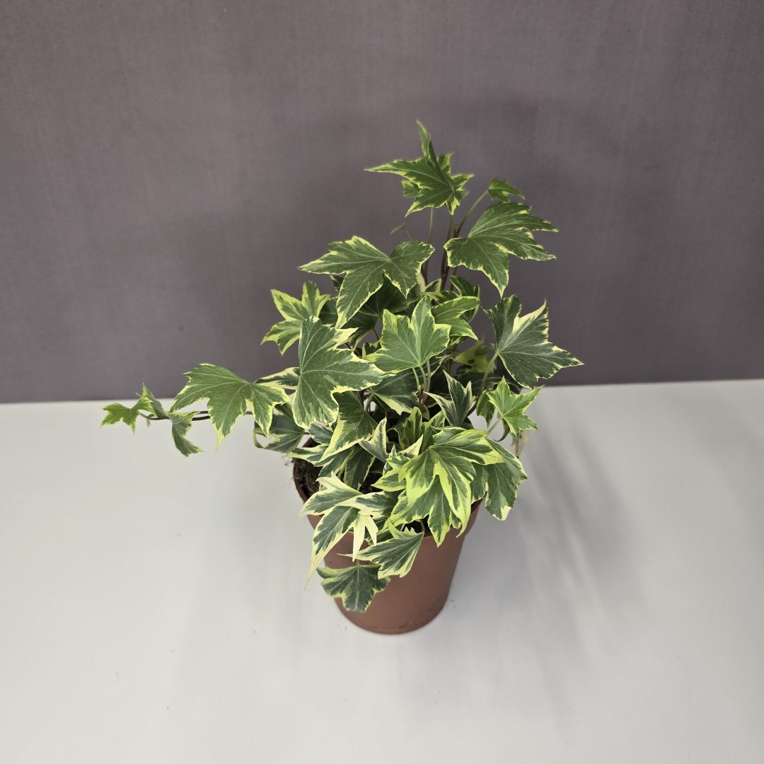 Hedera 'Yellow Ripple' 9/10