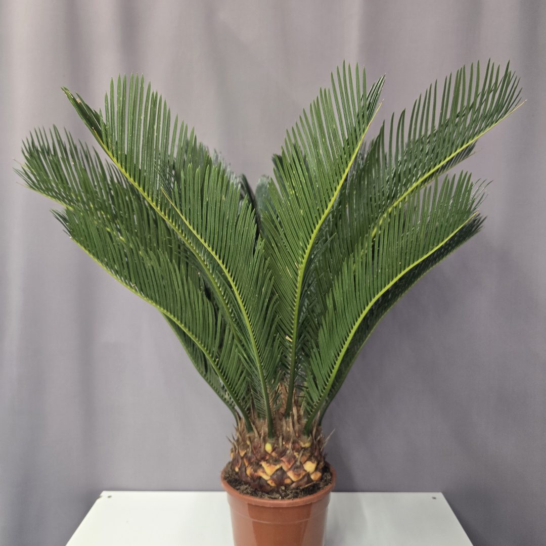 Cycas Revoluta 17/70