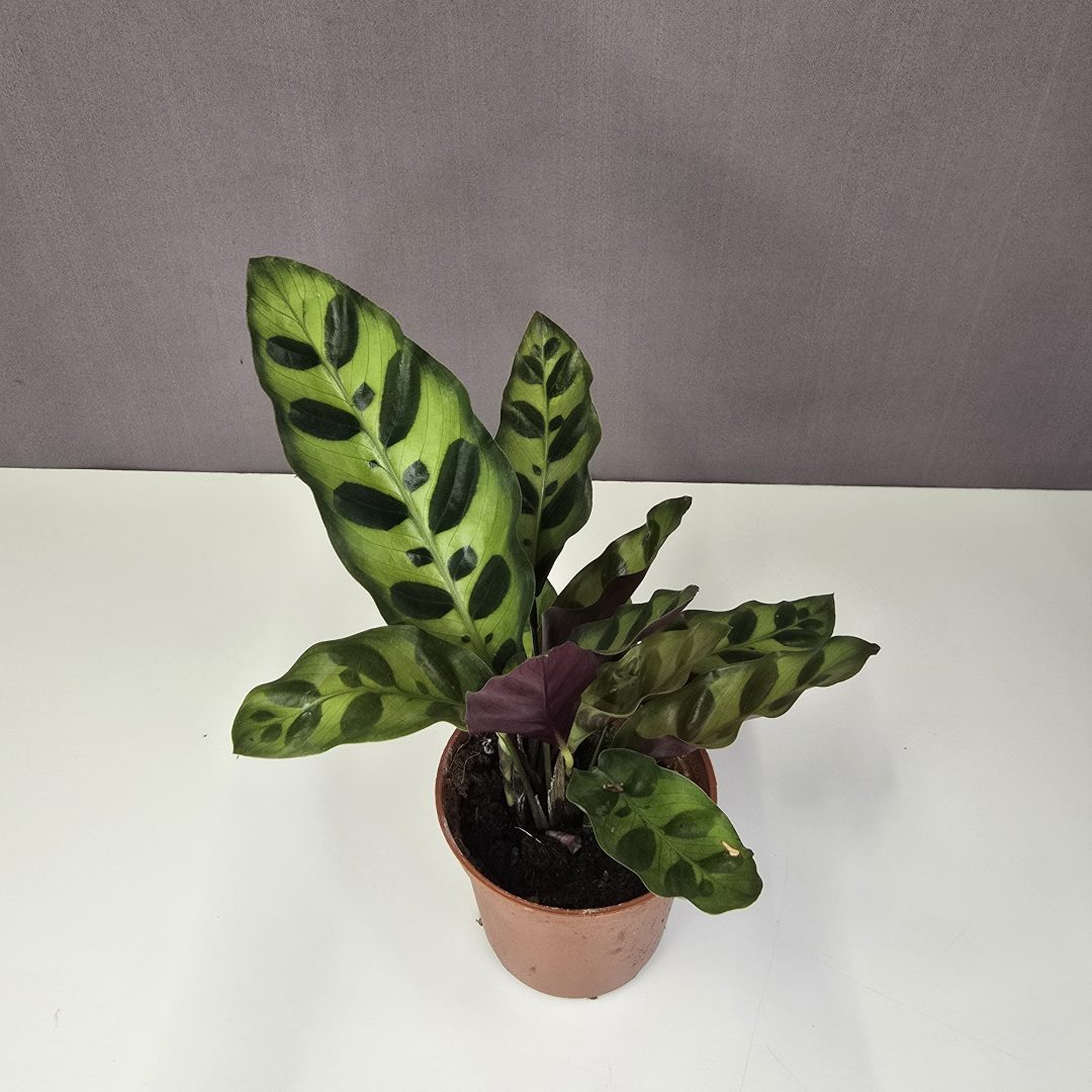 Calathea 'Lancifolia' 7/15