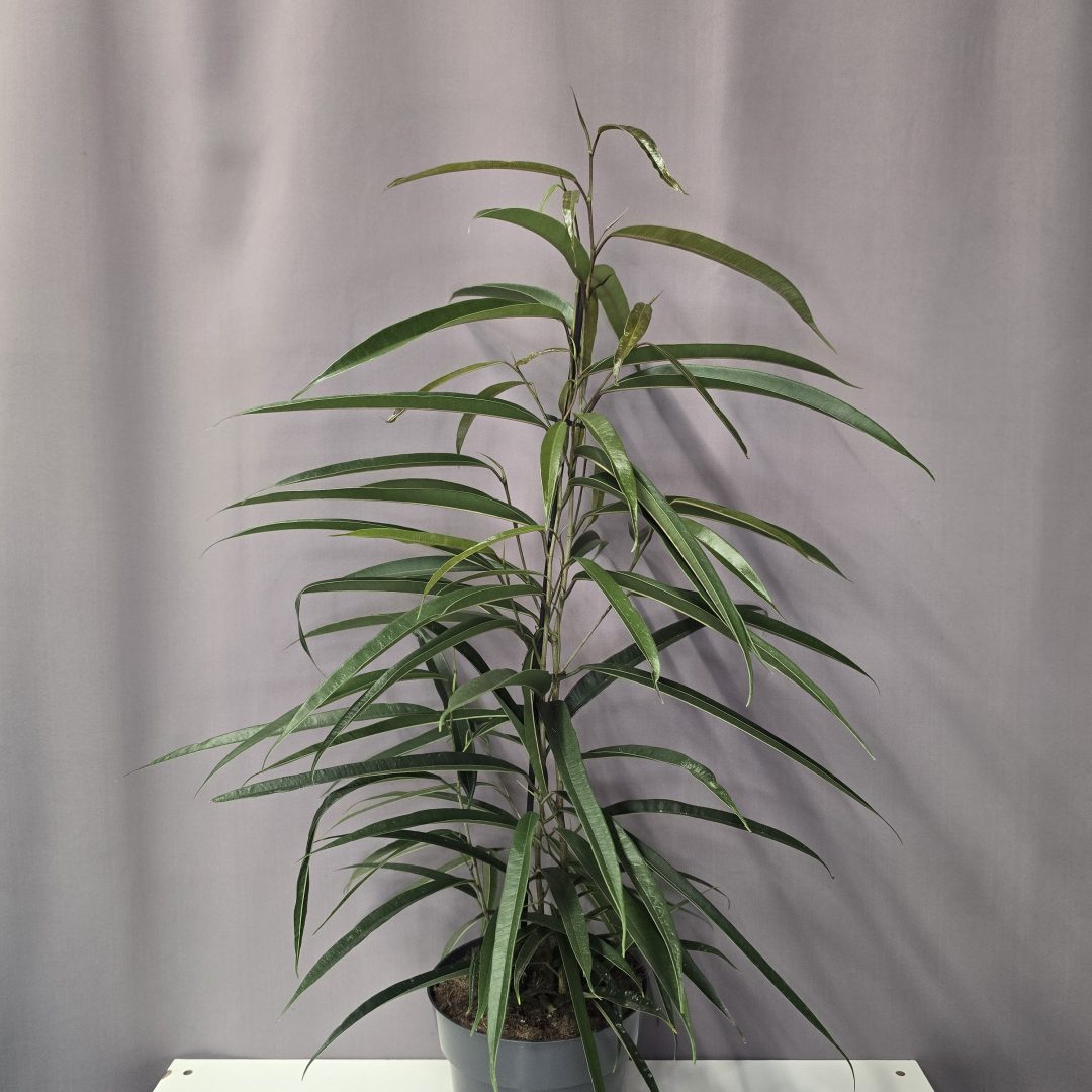 Ficus binnendijkii 'Alii' 17/60