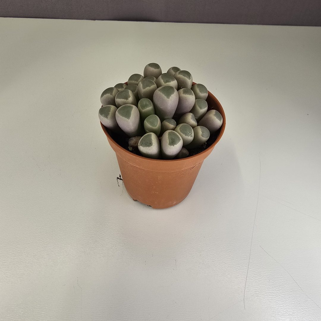 Fehér ablakvirág - Fenestraria rhopalophylla