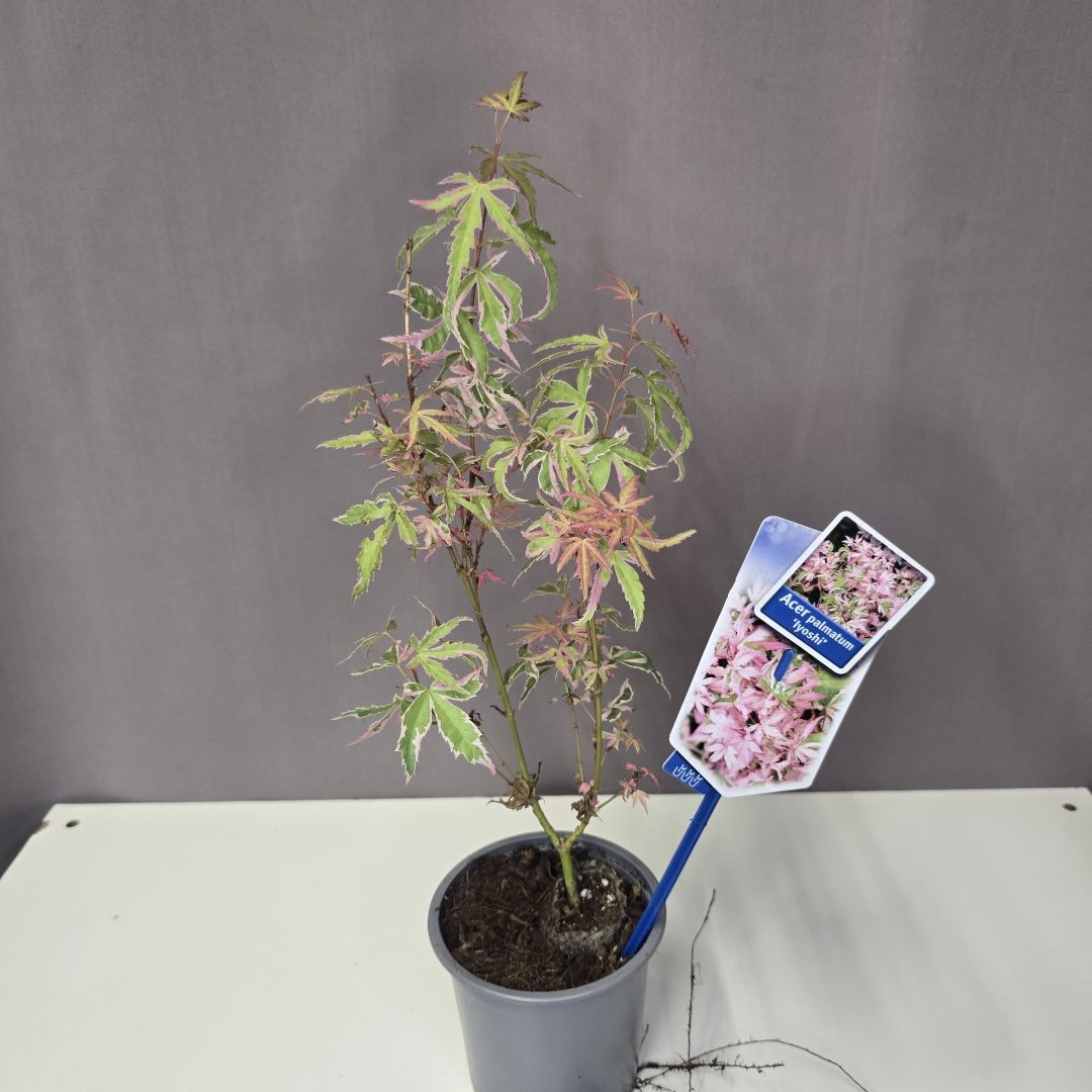 Acer palmatum 'Iyoshi' 10/30
