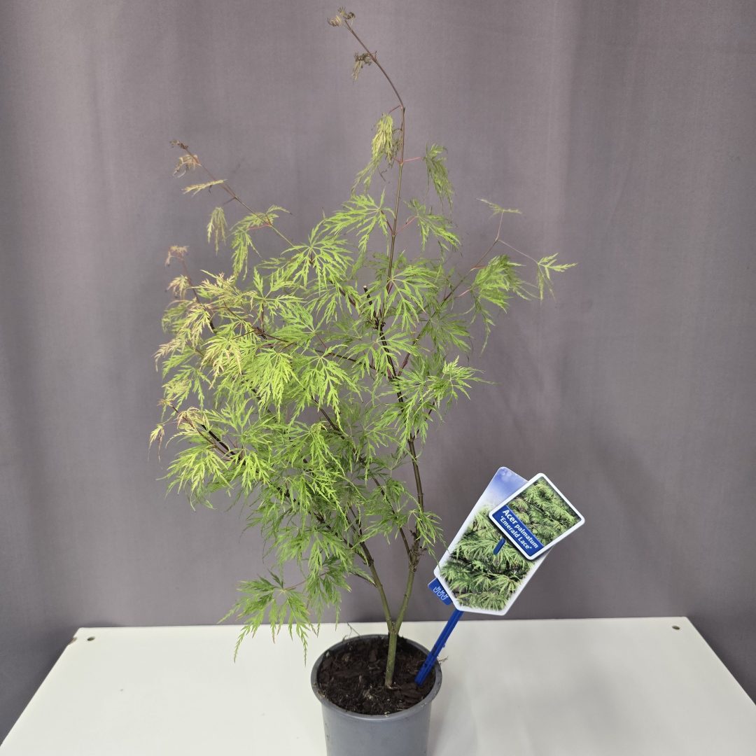 Acer palmatum 'Emerald Lace' 10/30