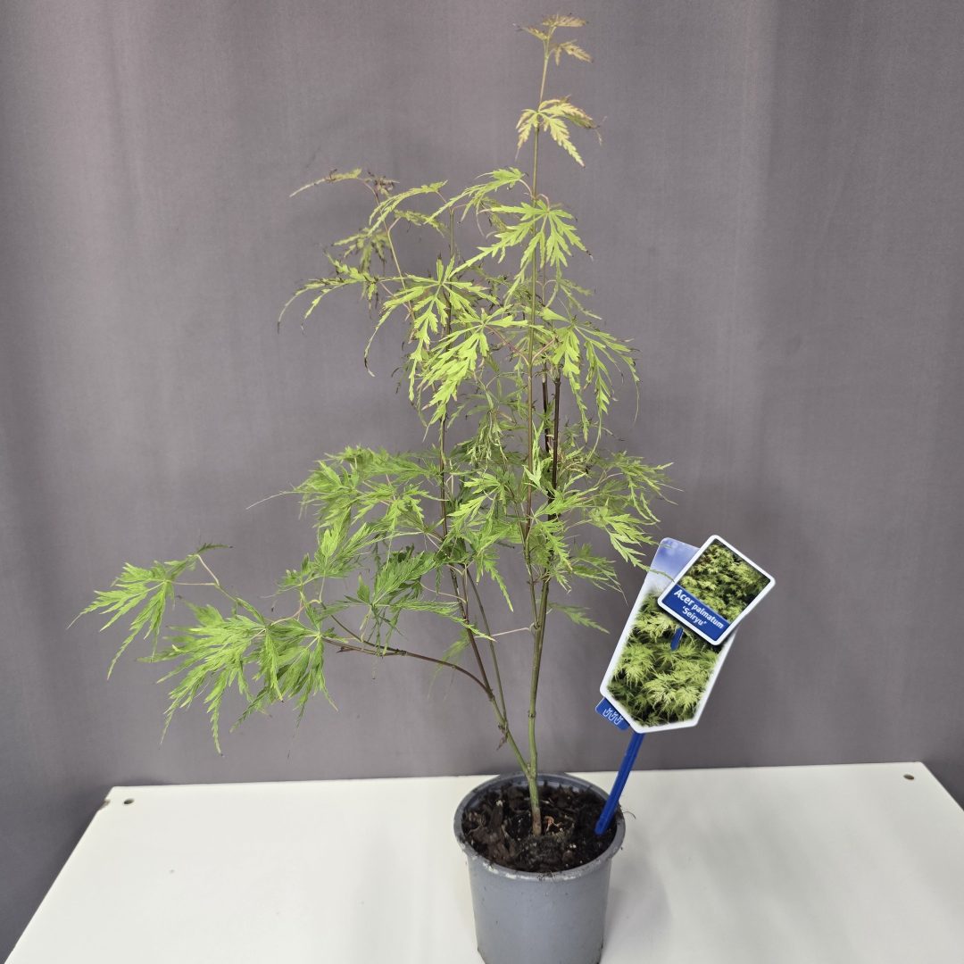 Acer palmatum 'Seiryu' 10/30