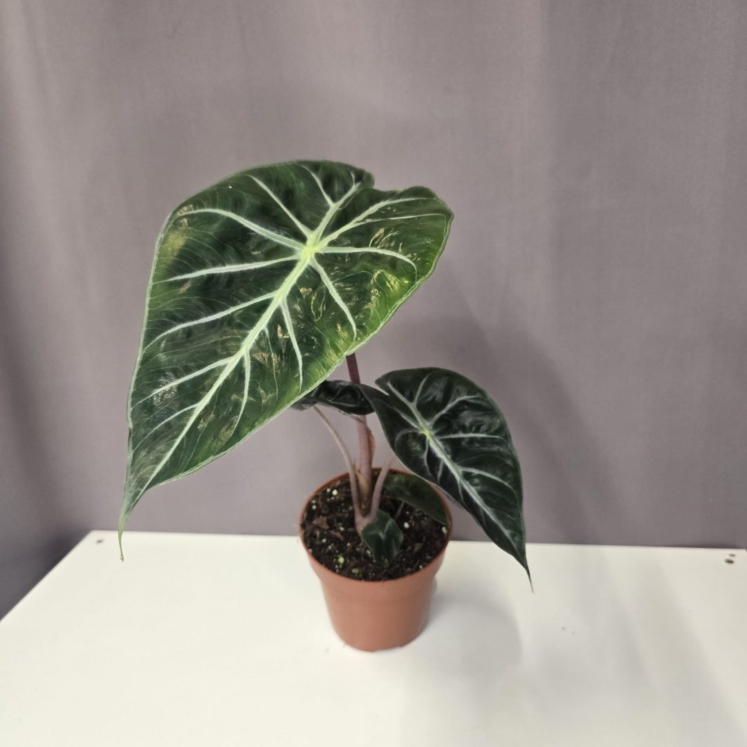 Alocasia 'Pink Dragon'  12/40