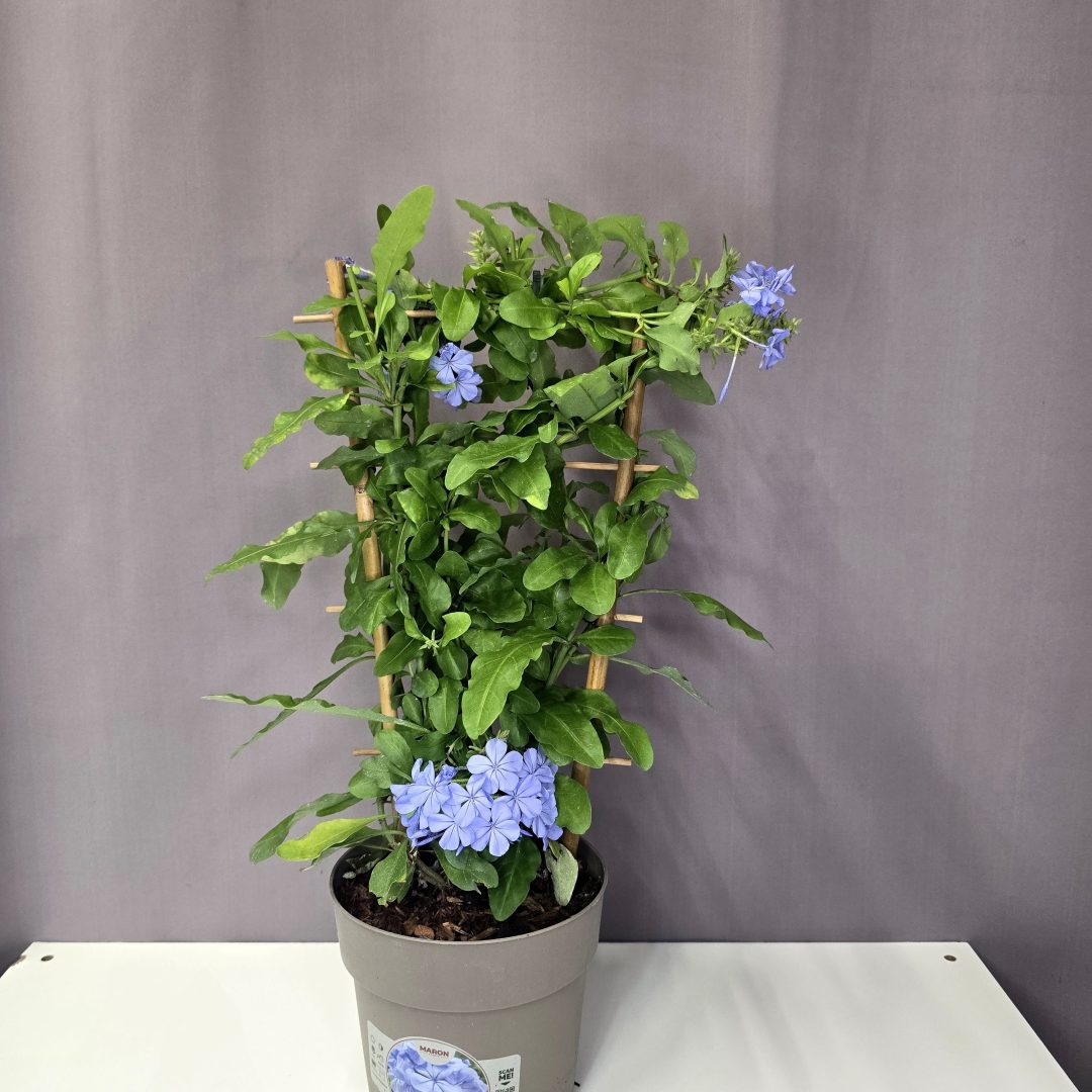 Ólomvirág - Plumbago auriculata 15/40