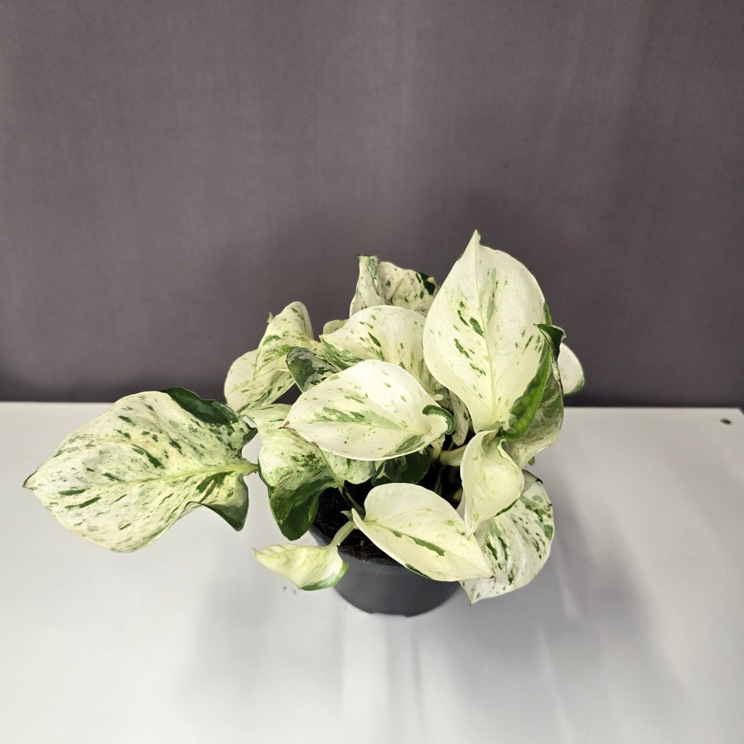 Epipremnum ‘Happy Leaf’ 12/20