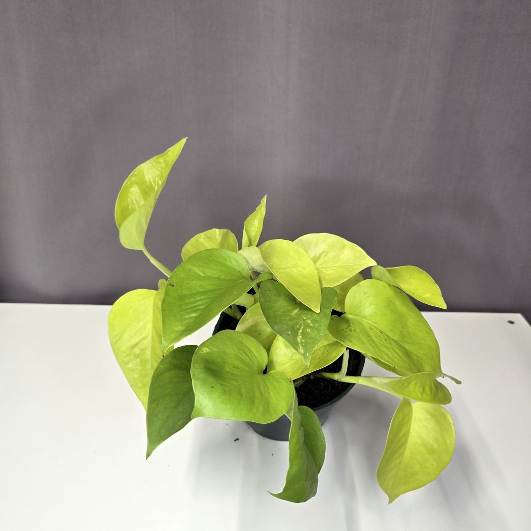 Epipremnum aureum ‘Neon’ 12/20