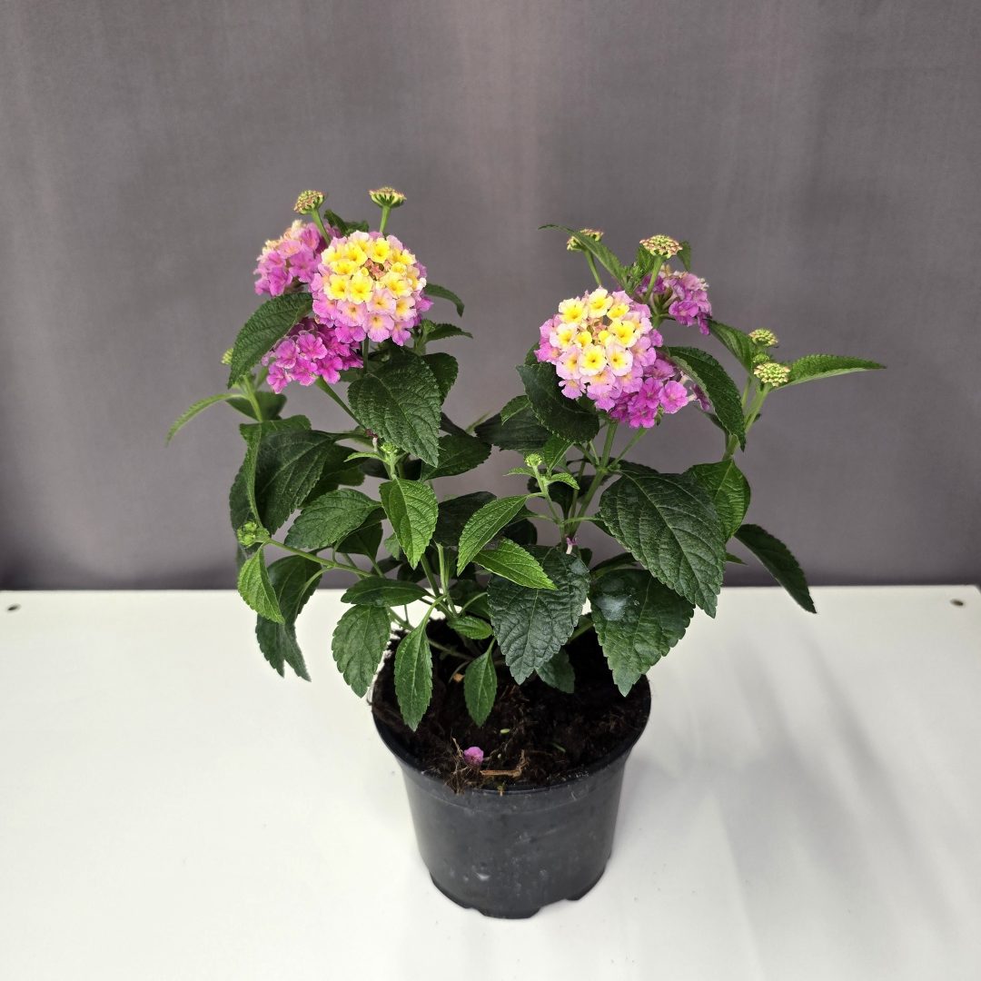 Lantana - Sétányrózsa pink-sárga 12/20