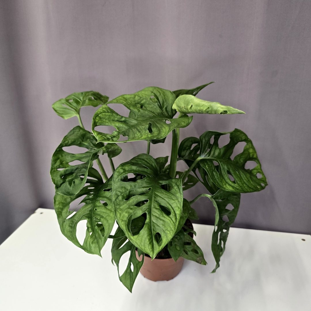 Monstera Adansonii 12/30