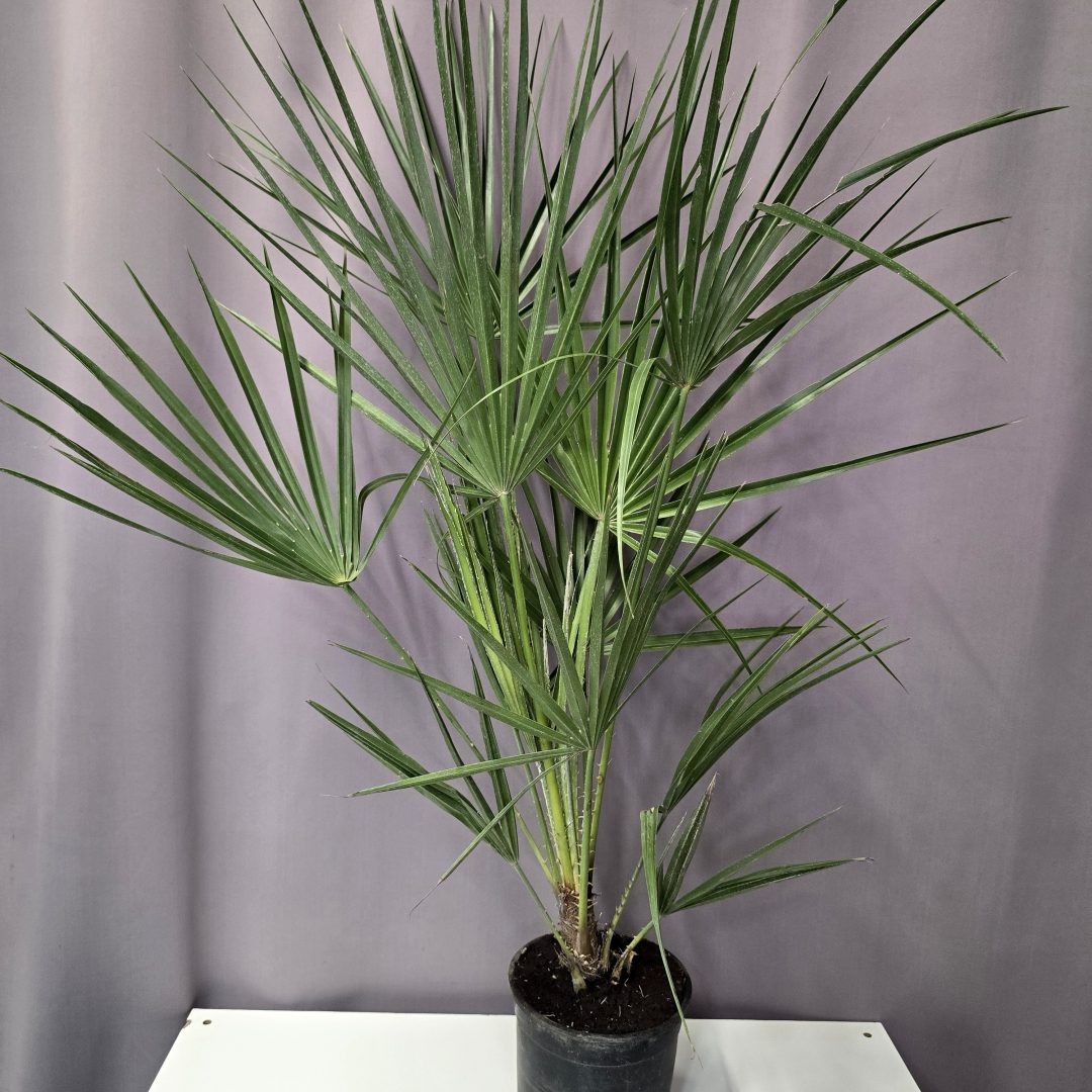 Lószőrpálma - Chamaerops humilis 14/100