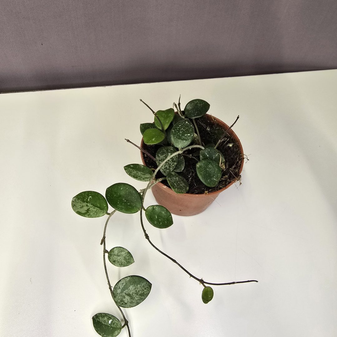 Hoya 'Mathilde' Splash 12/20