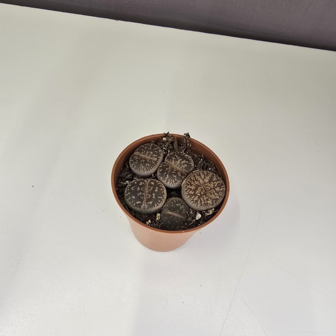 Lithops - Kavicsvirág 5/5