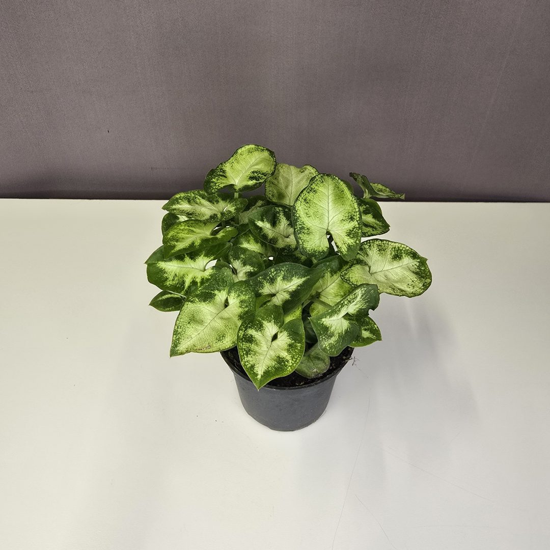 Syngonium 'Pixie' 7/15