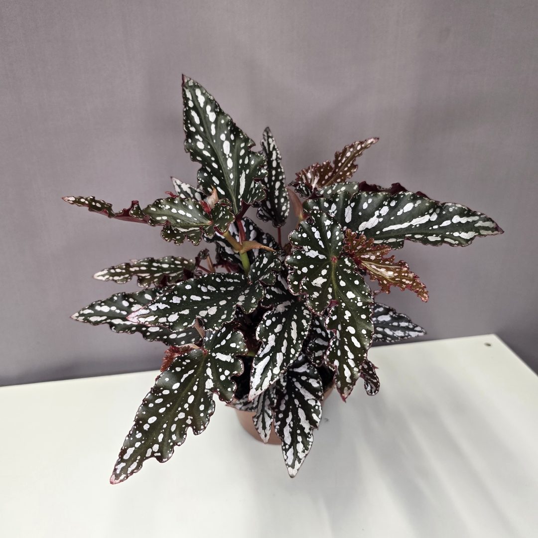 Begonia maculata 'Ruby Compact' 12/30