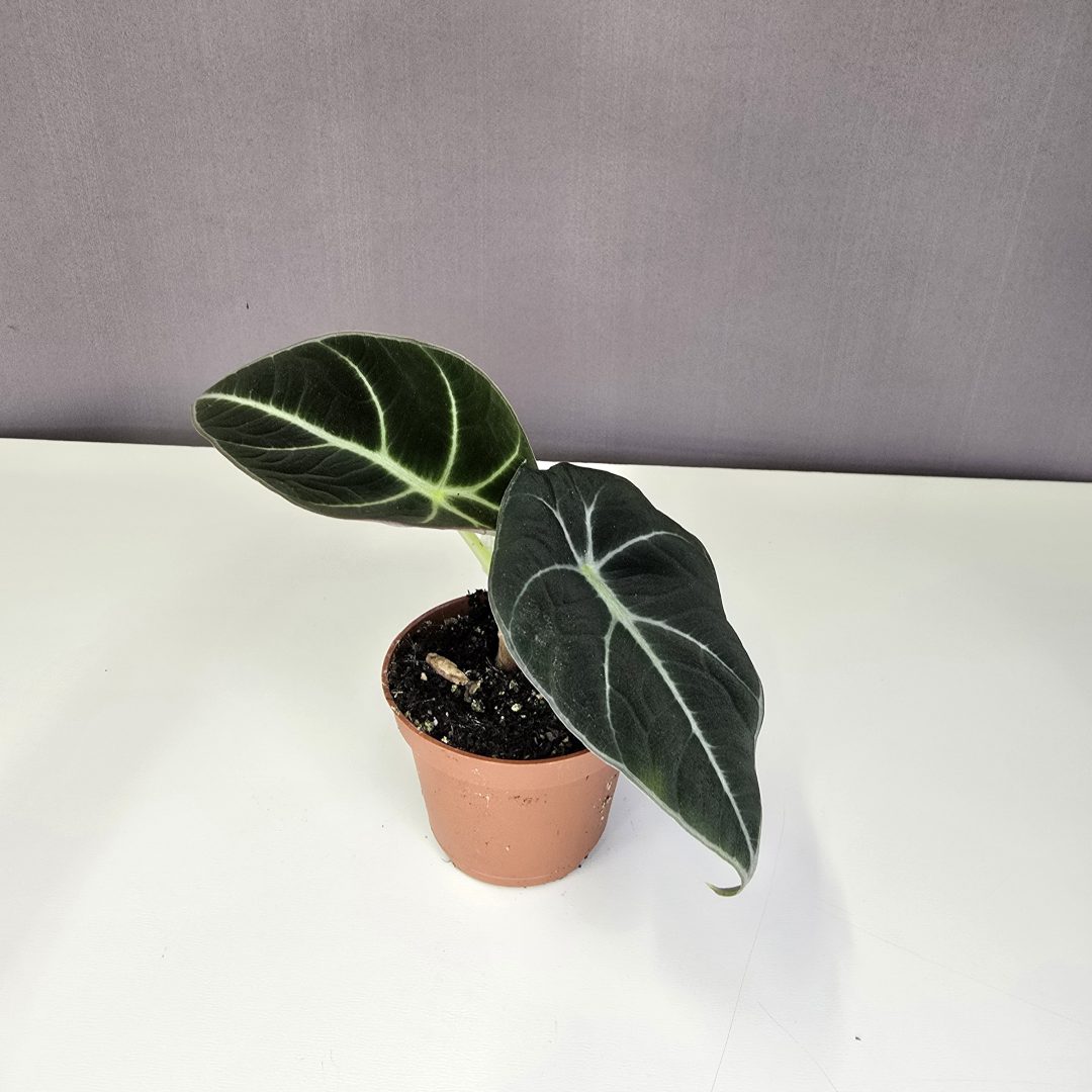 Alocasia 'Black Velvet' 6/10