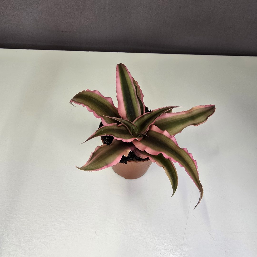Crypthanthus - Levélcsillag 5/10