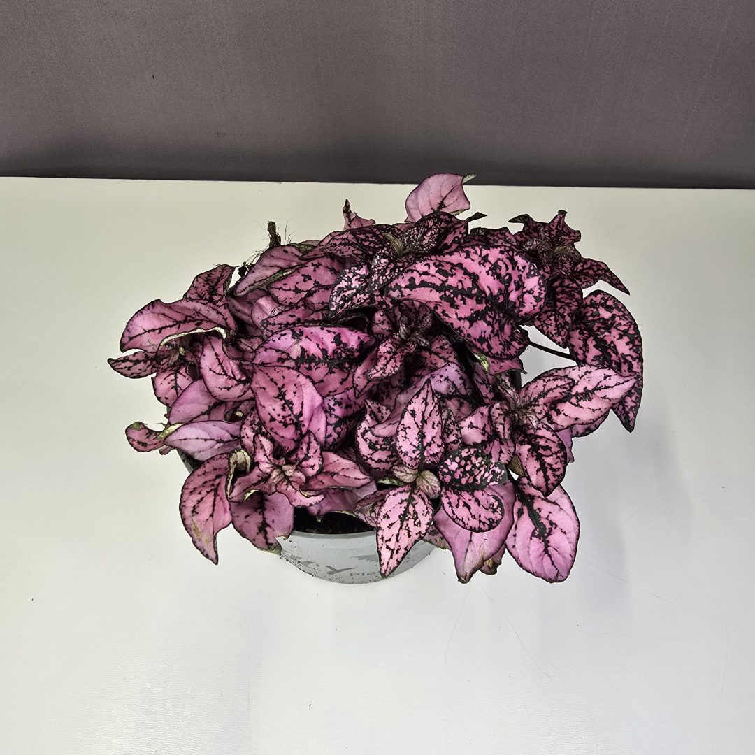Hypoestes pink 10/15