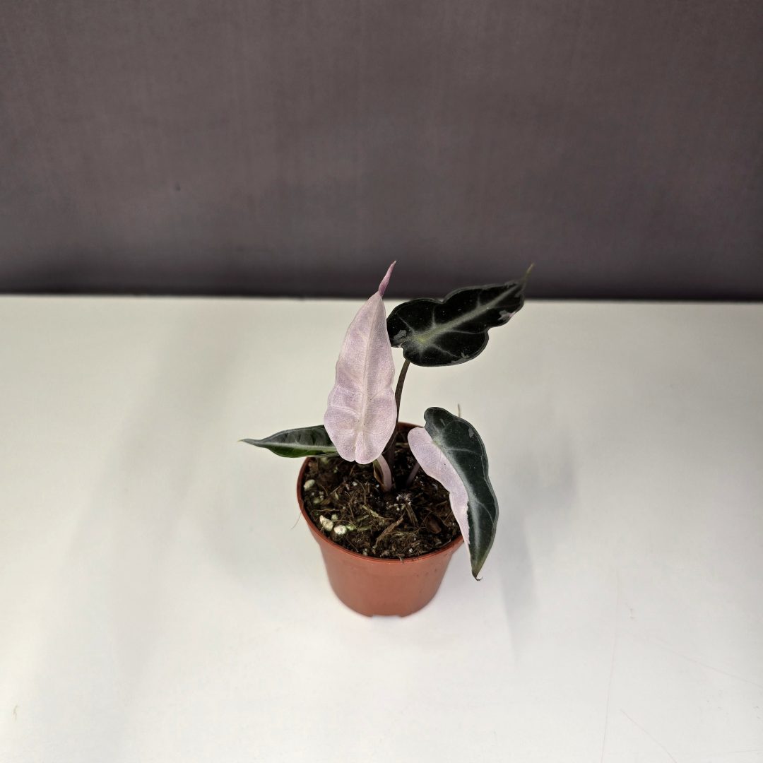 Alocasia Bambino 'Pink Variegata' 6/10