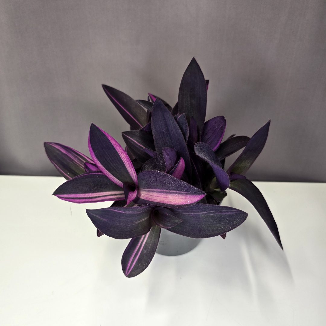 Tradescantia pallida 'Pink Stripe' 12/25