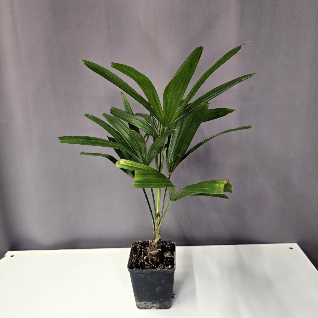 Kínai kenderpálma - Trachycarpus fortunei 9/30