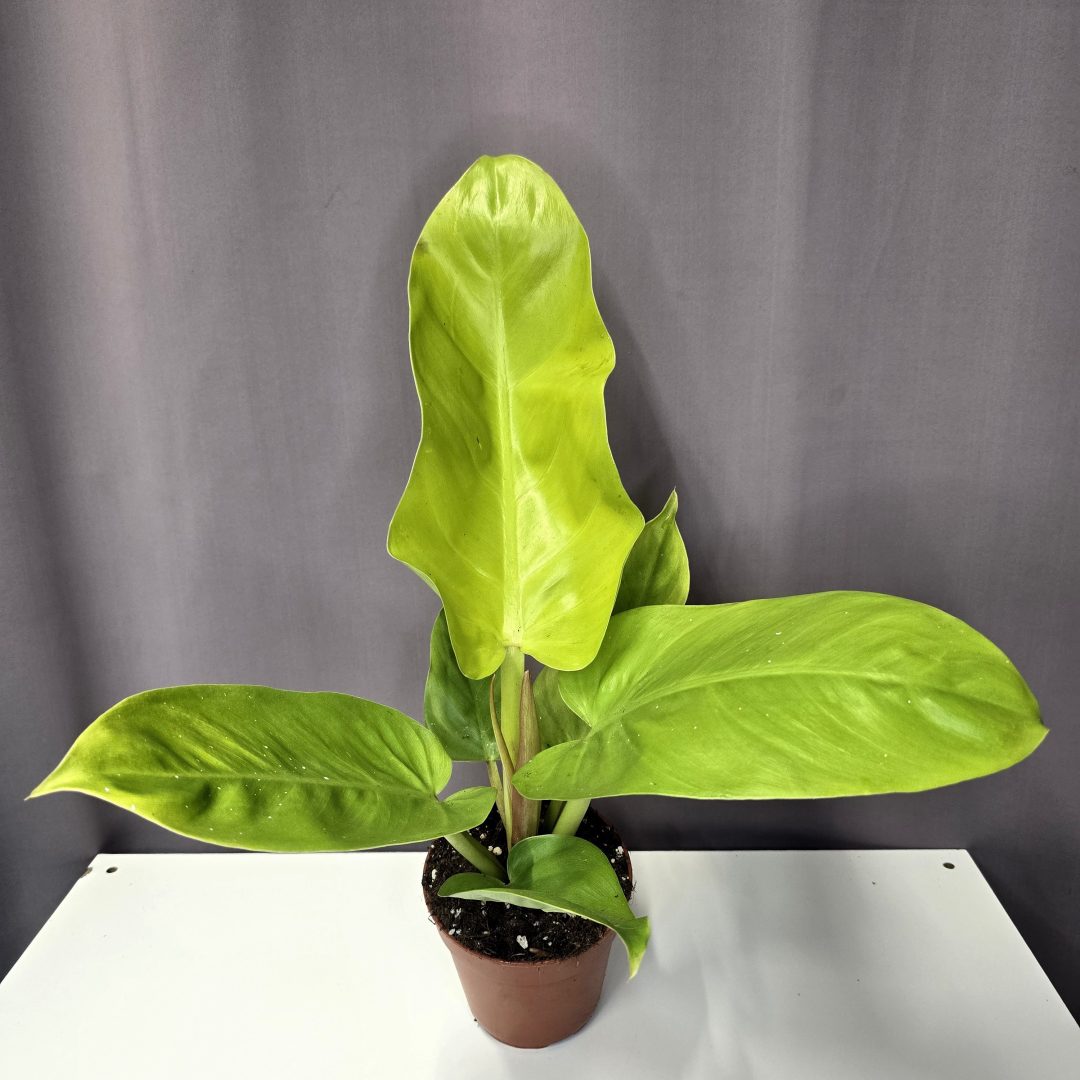 Philodendron 'Malay Gold' 12/45