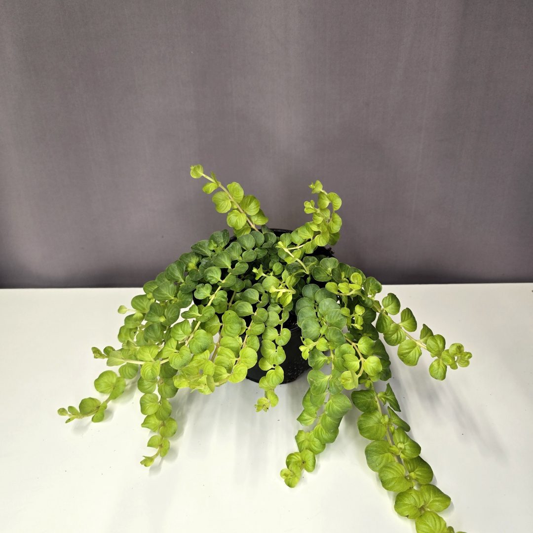 Lysimachia nummularia ‘Aurea’ – pénzlevelű lizinka 10/15