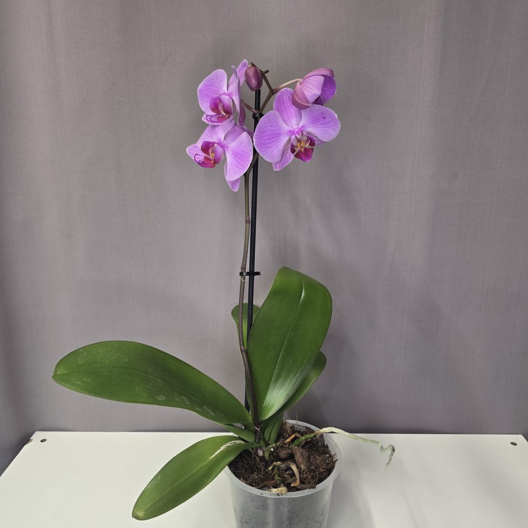 Lepkeorchidea 12/40