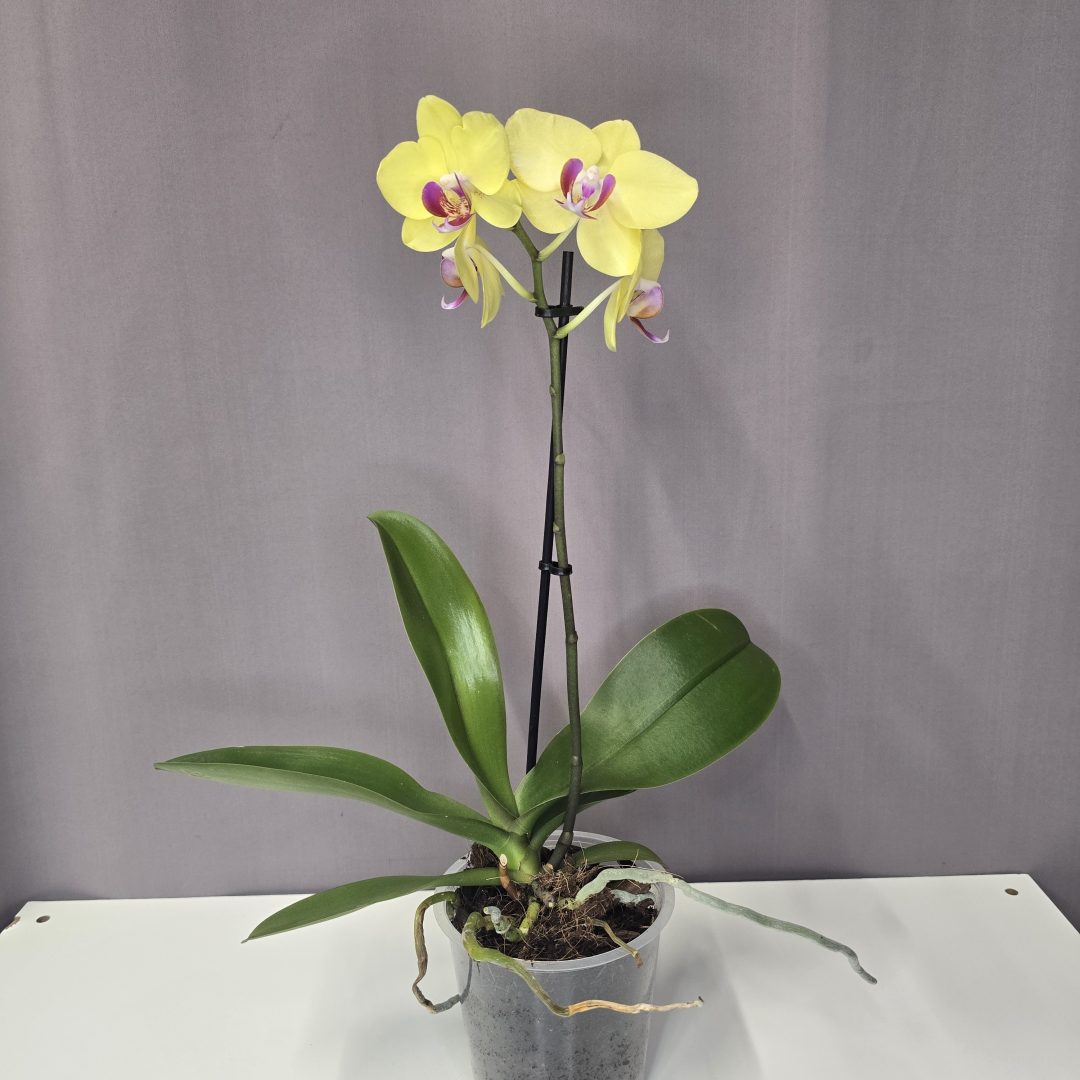 Lepkeorchidea 12/40
