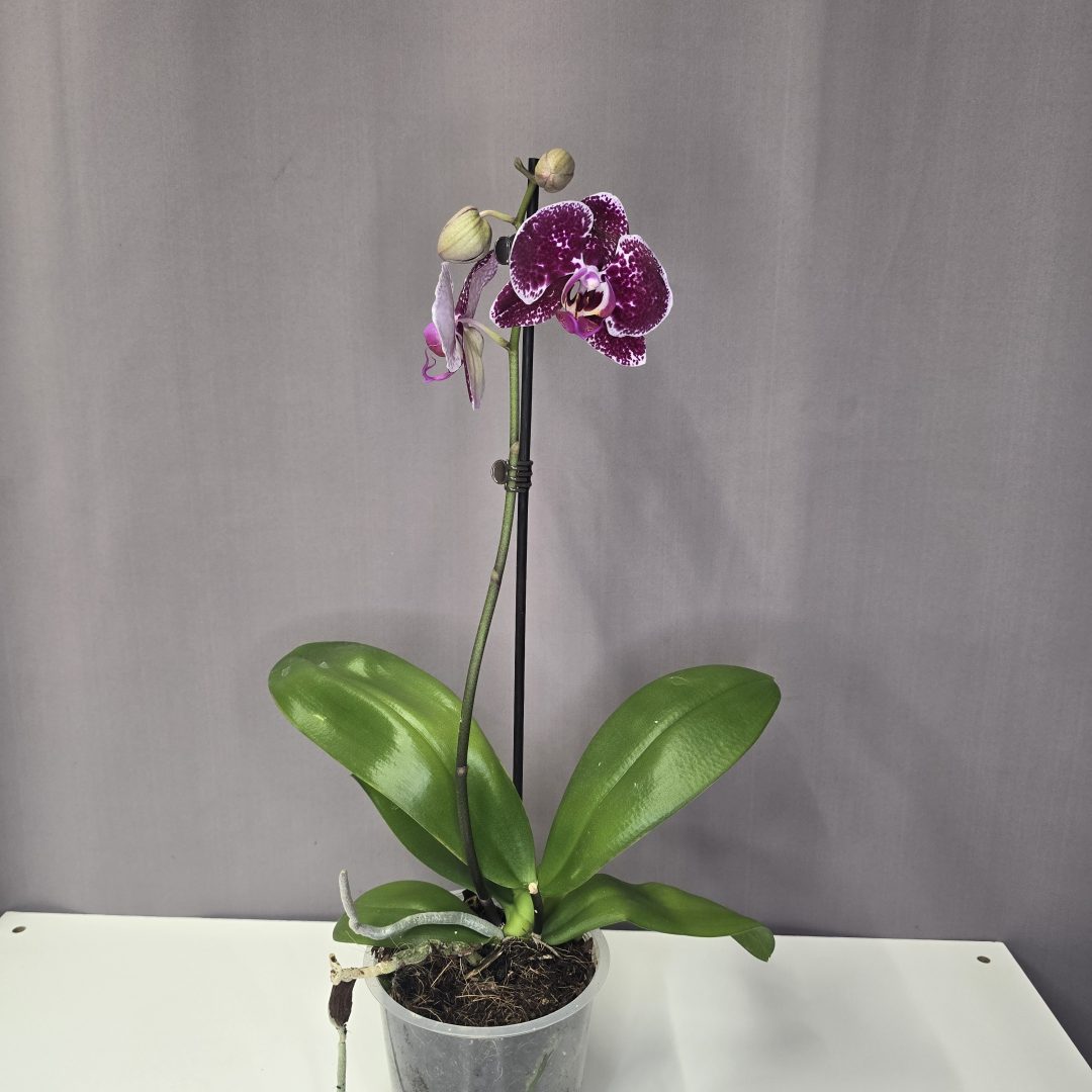 Lepkeorchidea 12/40