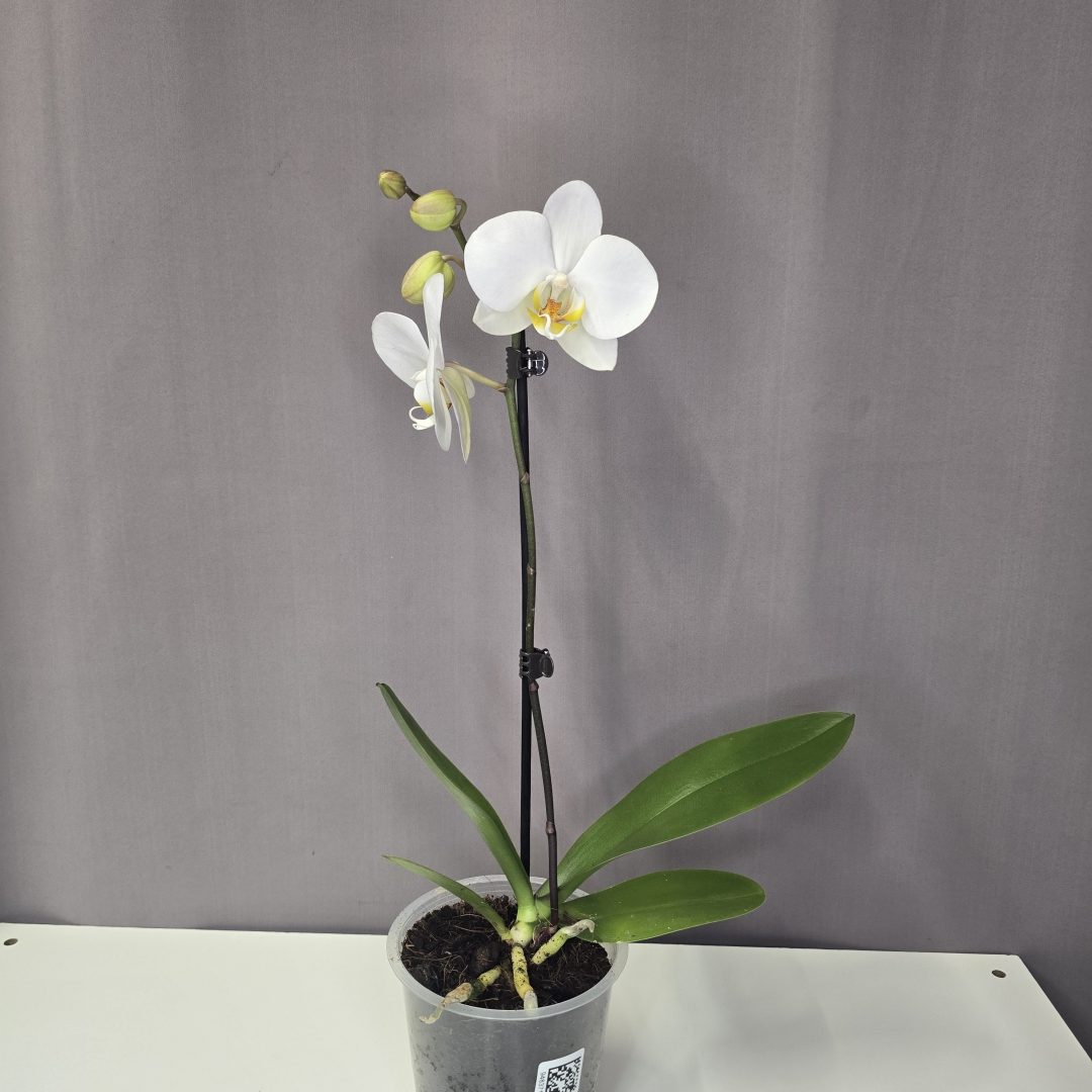 Lepkeorchidea 12/40