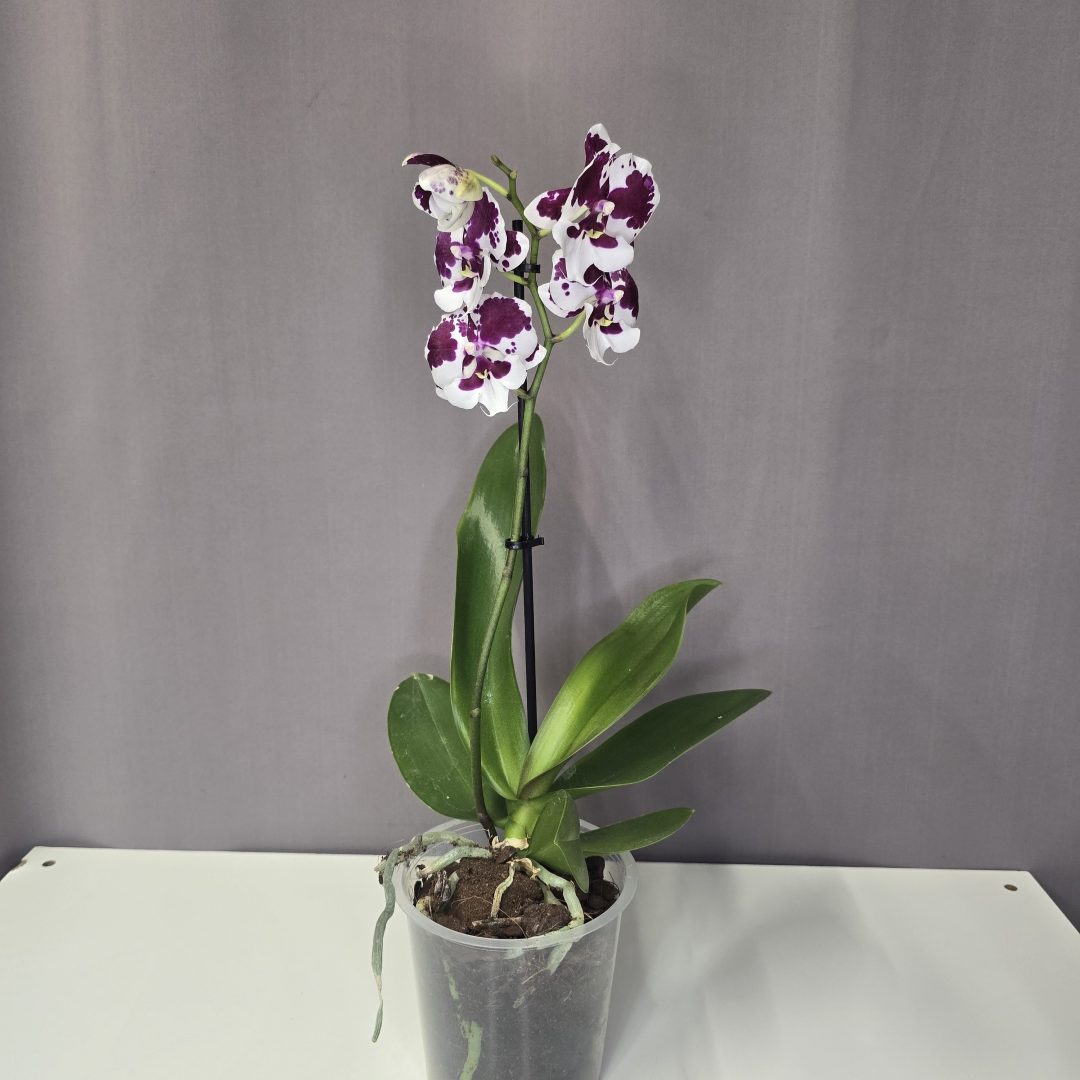 Lepkeorchidea 12/40