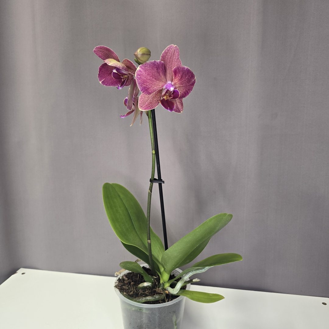 Lepkeorchidea 12/40