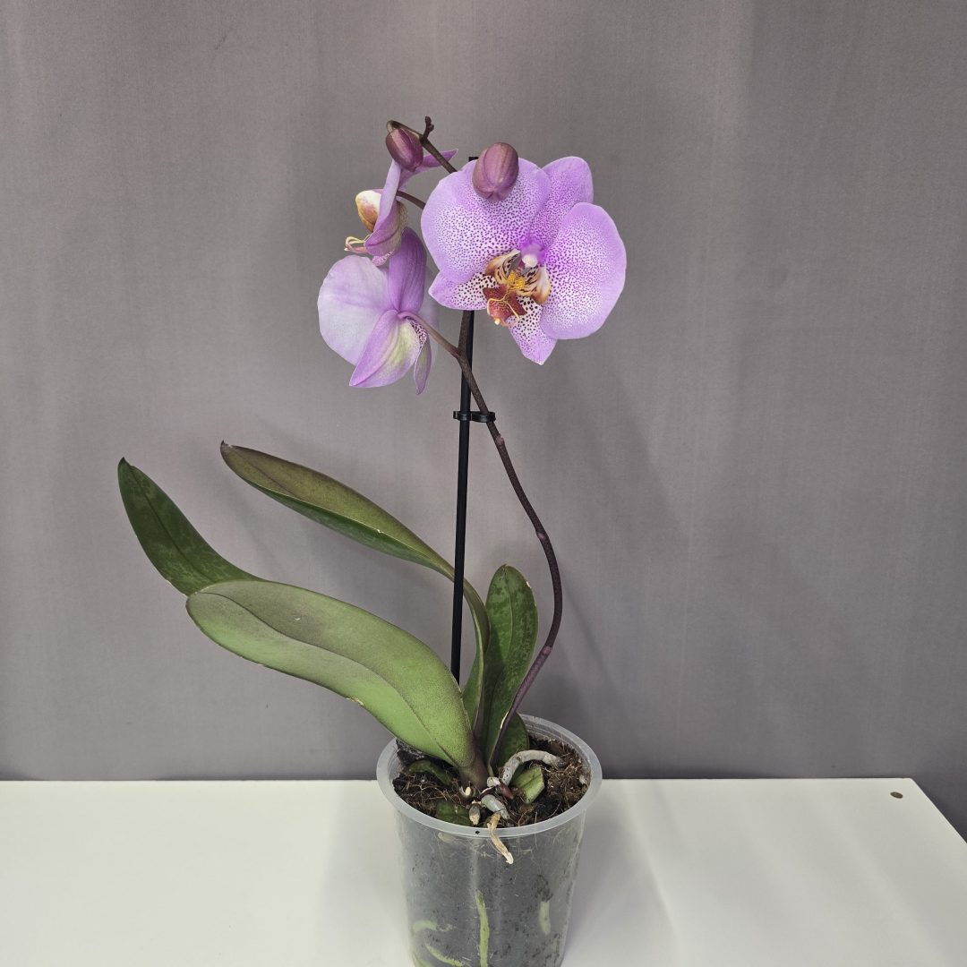 Lepkeorchidea 12/40