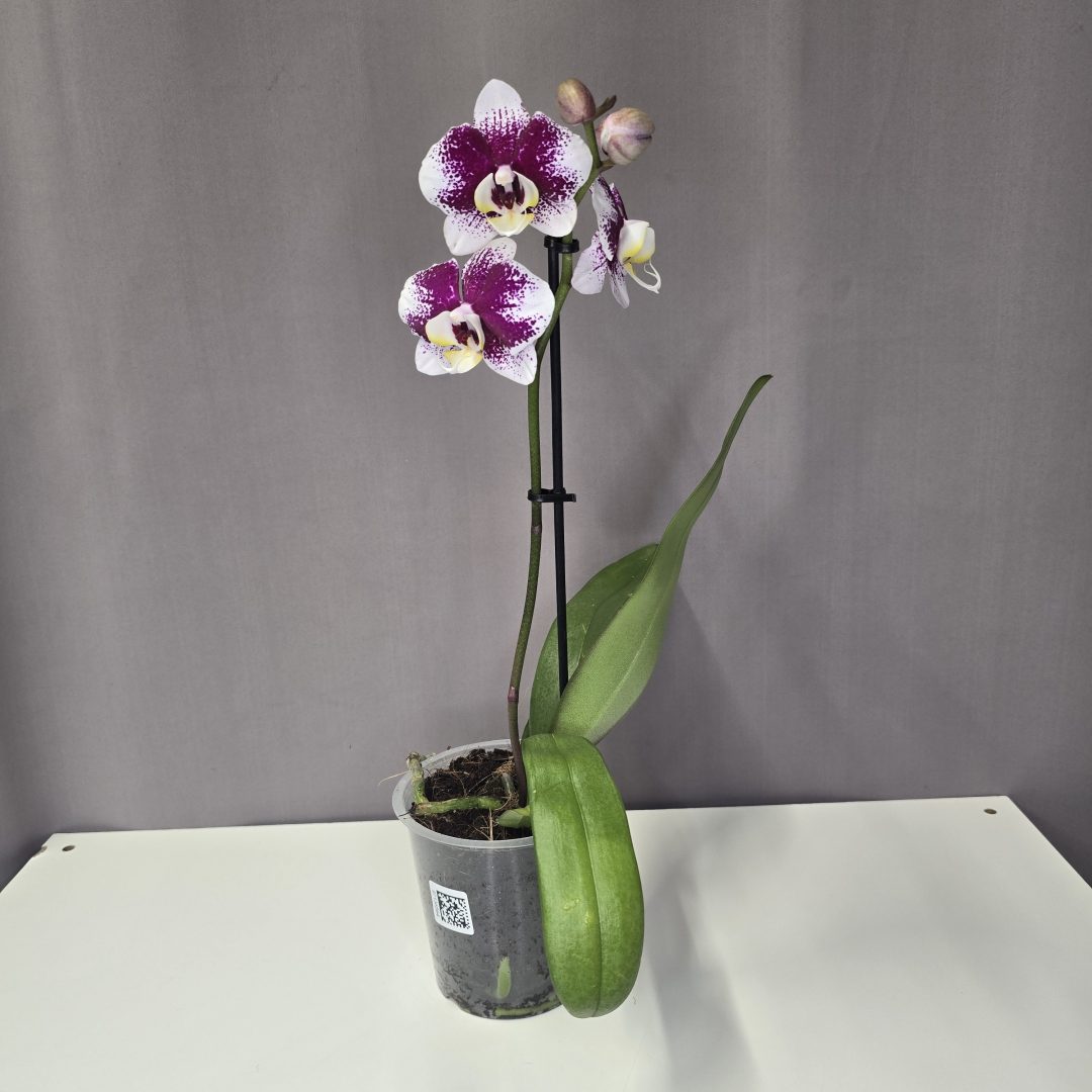 Lepkeorchidea 12/40