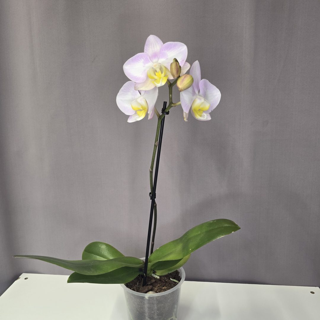 Lepkeorchidea 12/40
