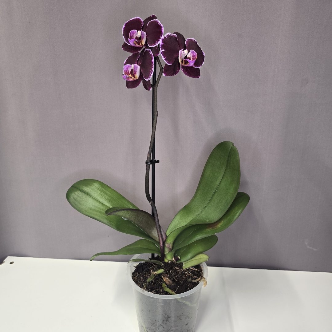 Lepkeorchidea 12/40