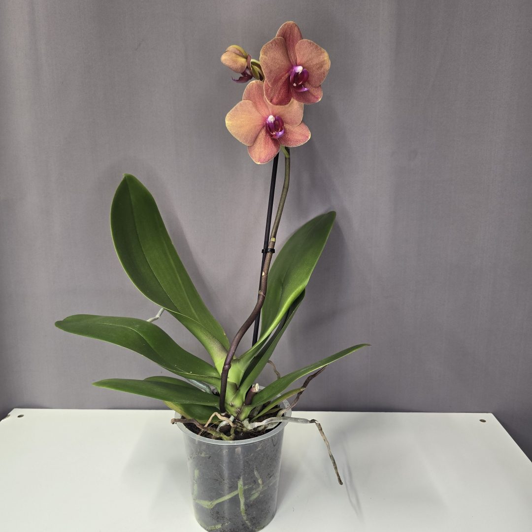 Lepkeorchidea 12/40