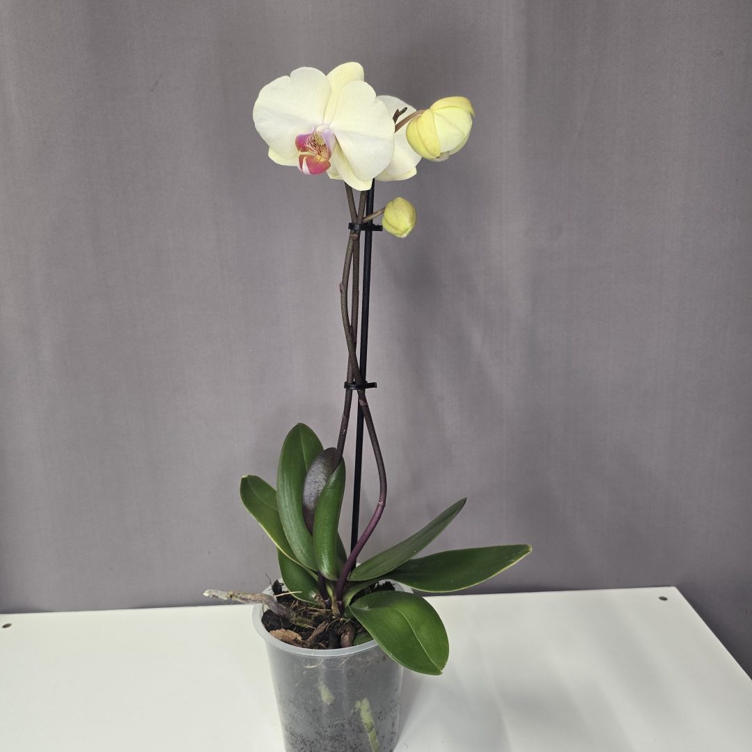 Lepkeorchidea 12/40