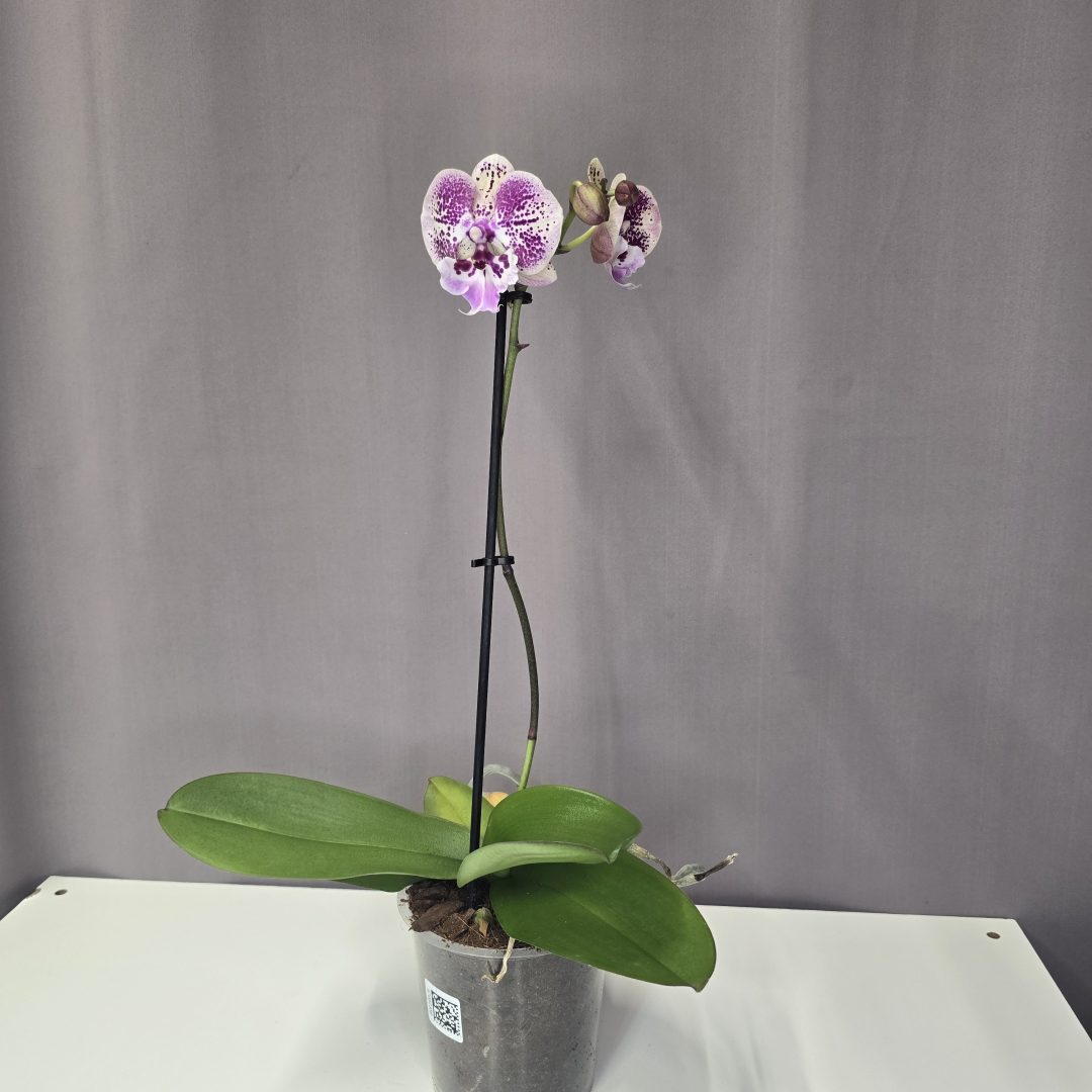 Lepkeorchidea 12/40
