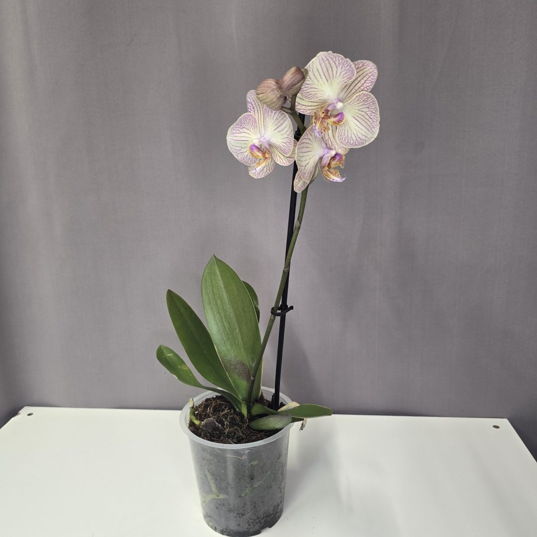 Lepkeorchidea 12/40