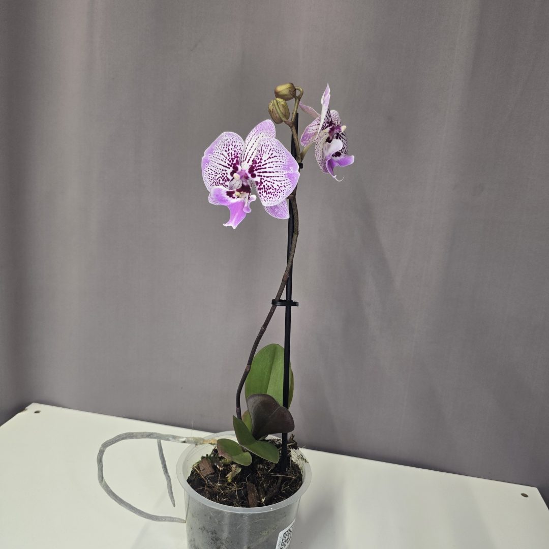 Lepkeorchidea 12/40