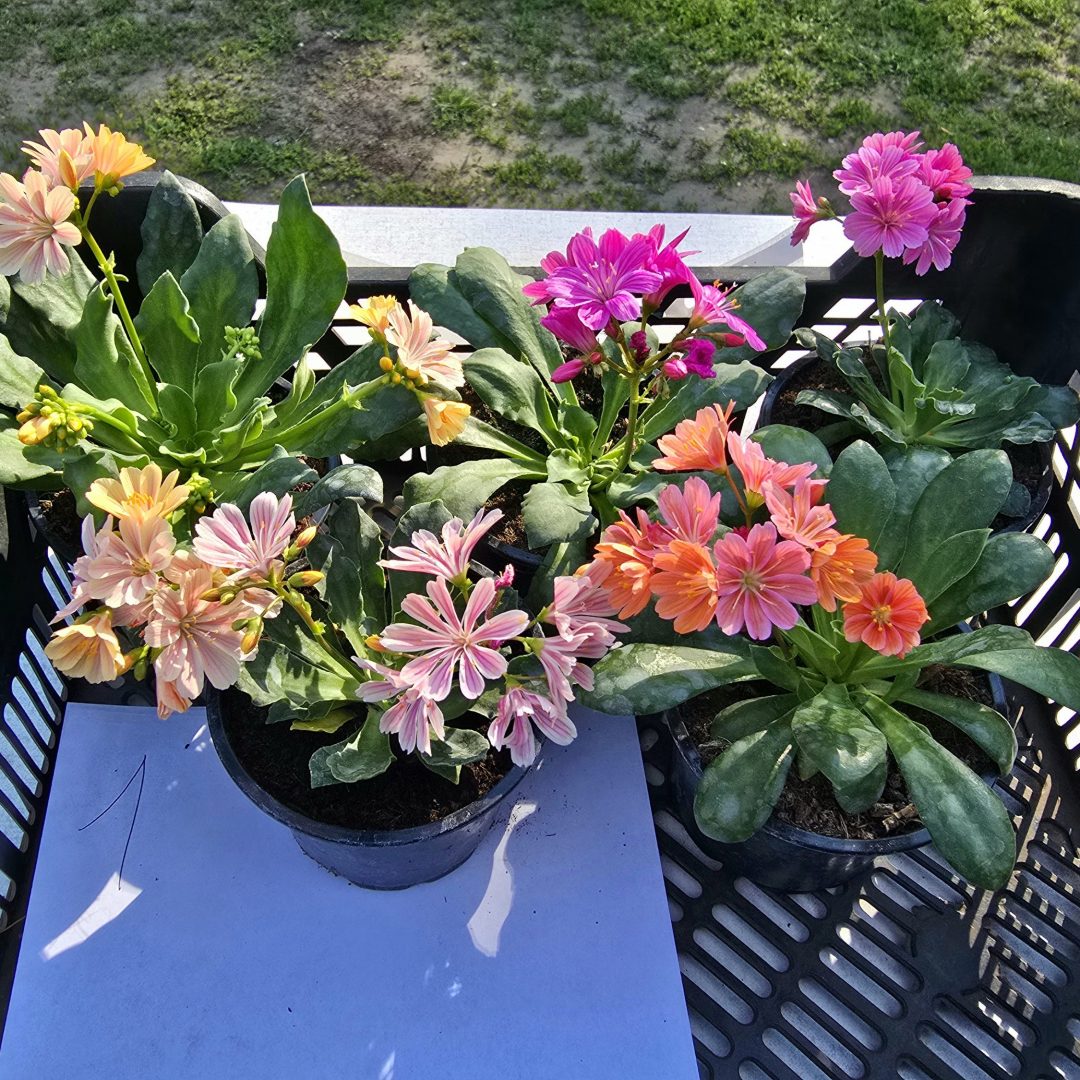 Lewisia - Dohánygyökér ötösfogat  1.