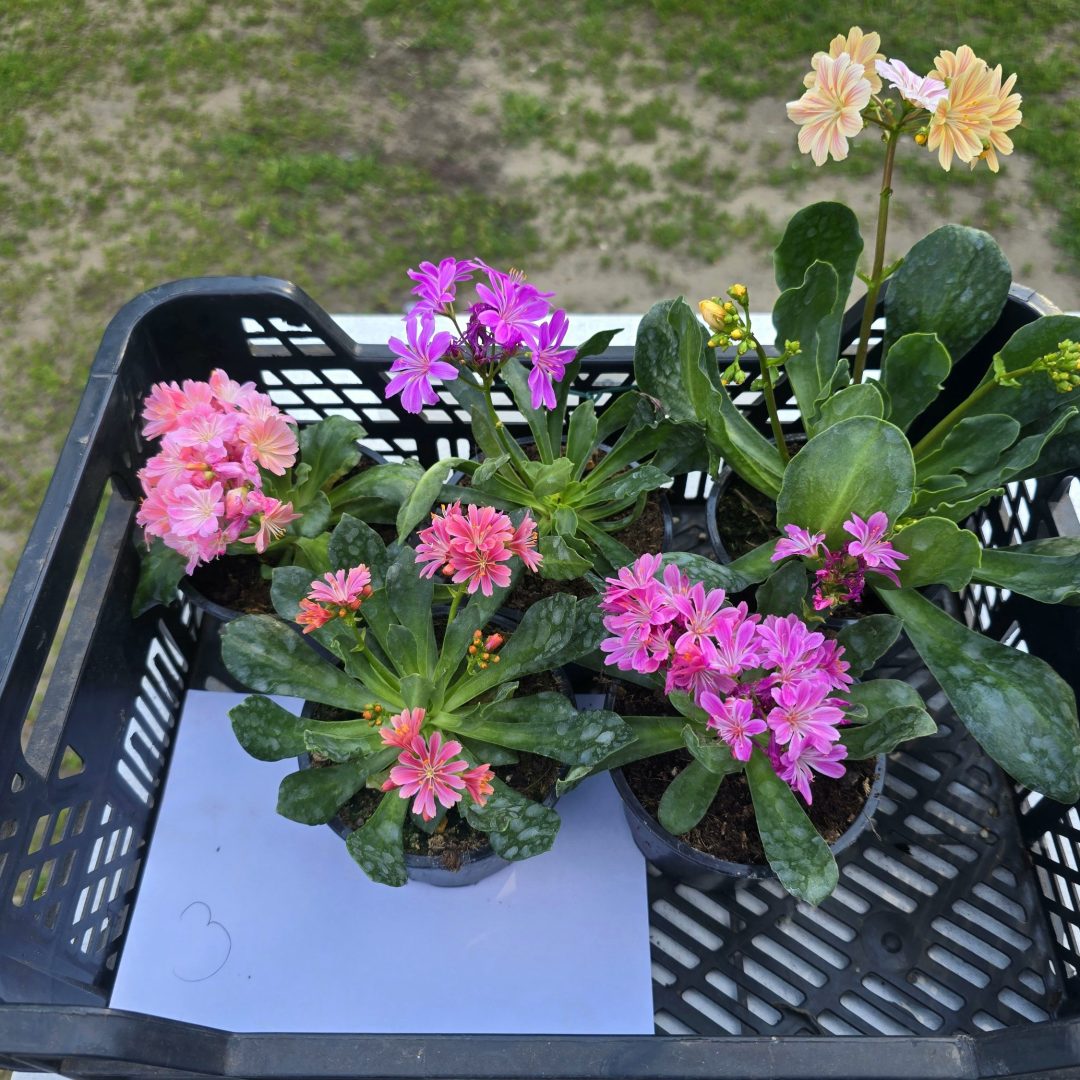 Lewisia - Dohánygyökér ötösfogat 3.