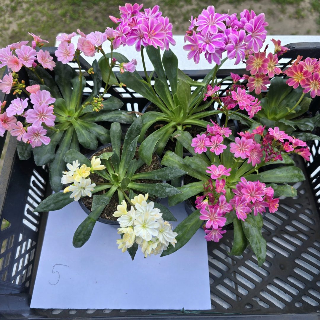 Lewisia - Dohánygyökér ötösfogat  5.